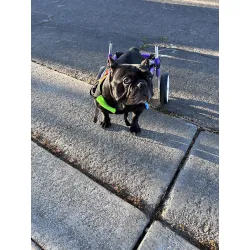 Advanced Dog Wheelchairs For Small Dogs review Dr. Michael D. Oliver 03