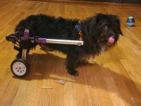 Advanced Dog Wheelchairs For Small Dogs review 0