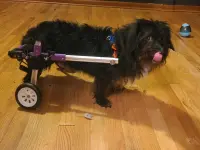 Advanced Dog Wheelchairs For Small Dogs review 0
