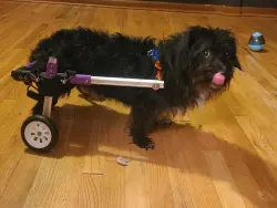 Advanced Dog Wheelchairs For Small Dogs review Angela