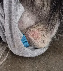 Dog Leg Sleeve for Joint Warm Anti-lick review Dog Leg Sleeve for Joint Warm Anti-lick 01
