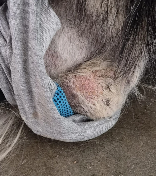 Dog Leg Sleeve for Joint Warm Anti-lick review 