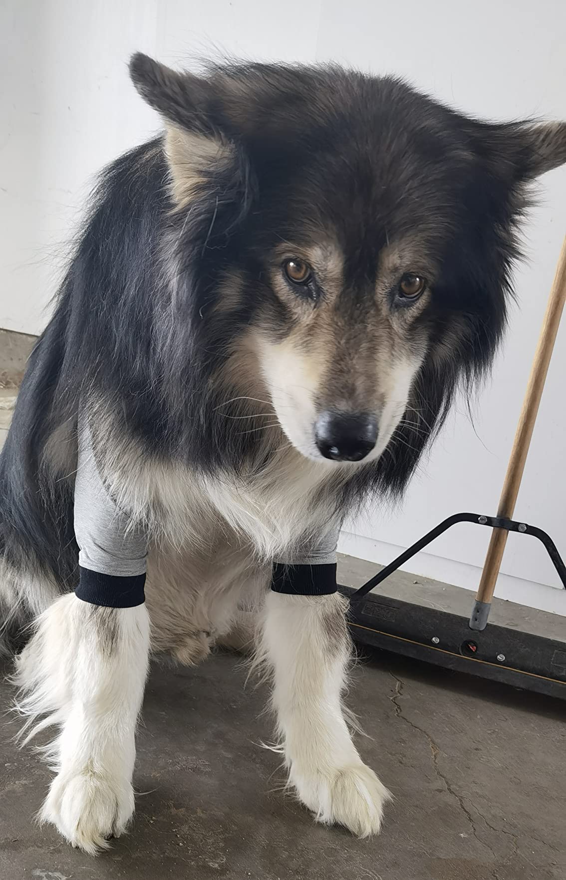 Dog Leg Sleeve for Joint Warm Anti-lick review Dog Leg Sleeve for Joint Warm Anti-lick 02