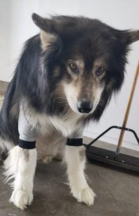 Dog Leg Sleeve for Joint Warm Anti-lick review 1