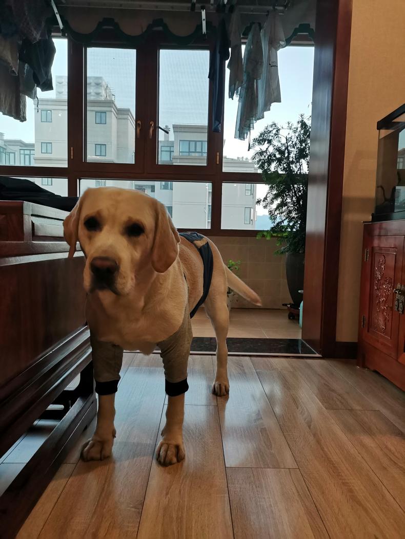 Dog Leg Sleeve for Joint Warm Anti-lick review Tammy Wollaston 02