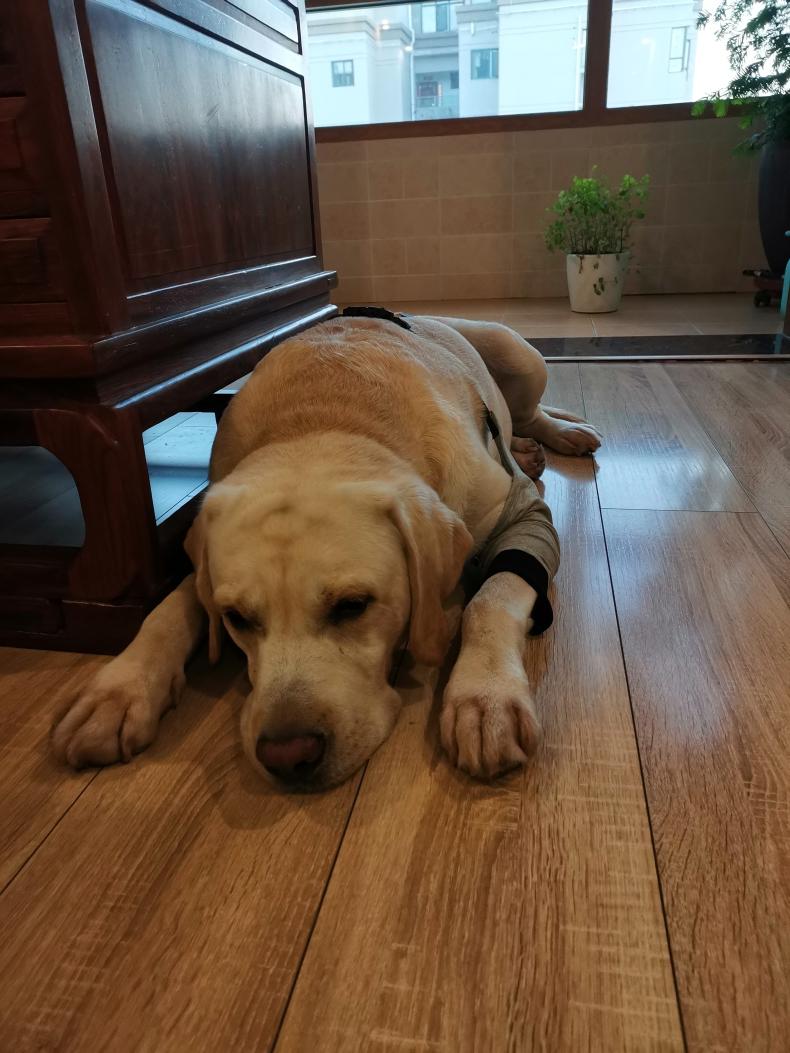 Dog Leg Sleeve for Joint Warm Anti-lick review Tammy Wollaston 01