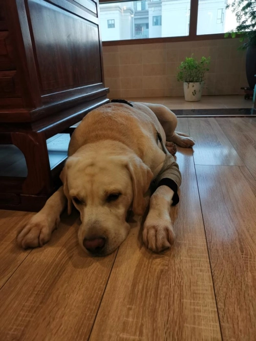 Dog Leg Sleeve for Joint Warm Anti-lick review 