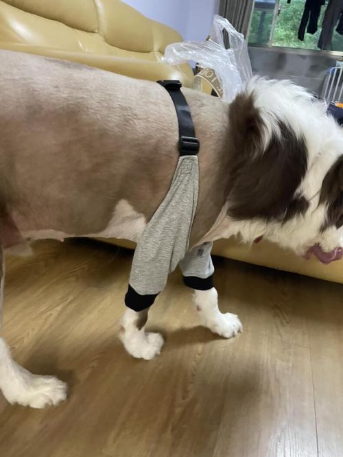 Dog Leg Sleeve for Joint Warm Anti-lick review 