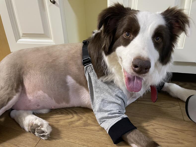 Dog Leg Sleeve for Joint Warm Anti-lick review Sampson Juliana 02