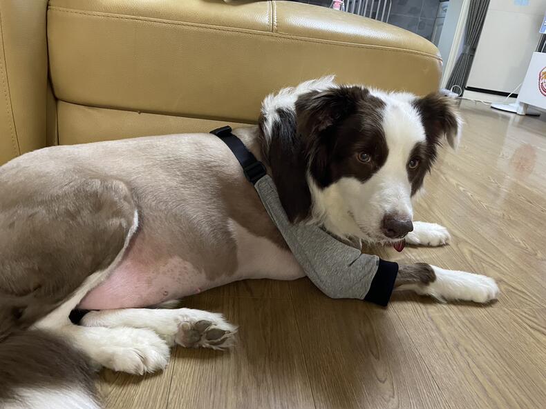 Dog Leg Sleeve for Joint Warm Anti-lick review Sampson Juliana 03