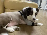 Dog Leg Sleeve for Joint Warm Anti-lick review 2