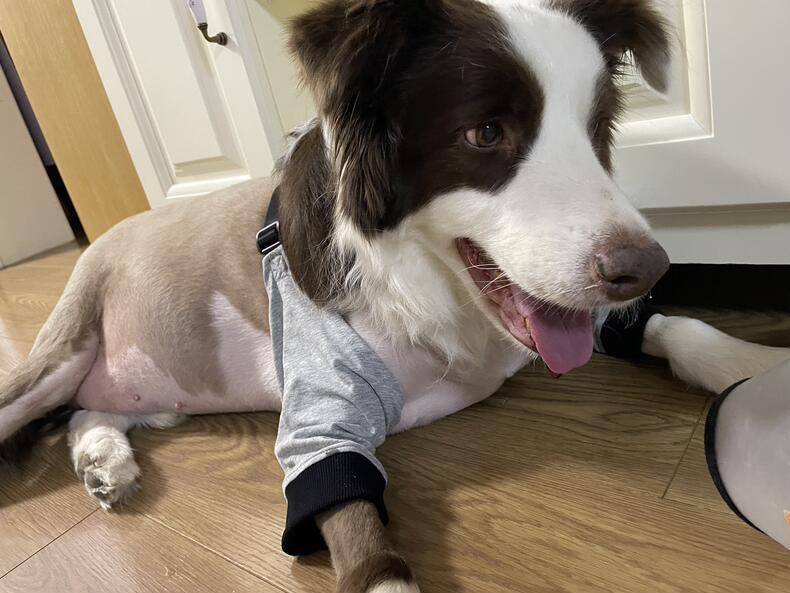 Dog Leg Sleeve for Joint Warm Anti-lick review Sampson Juliana 04