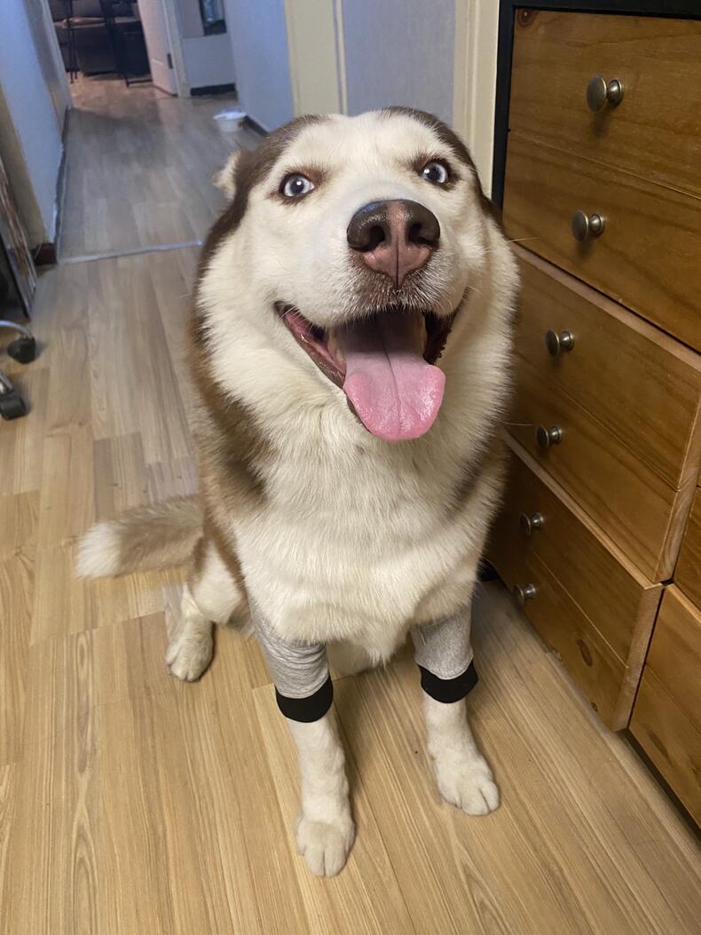 Dog Leg Sleeve for Joint Warm Anti-lick review Georgia Susanna 02