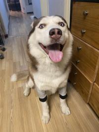 Dog Leg Sleeve for Joint Warm Anti-lick review 1