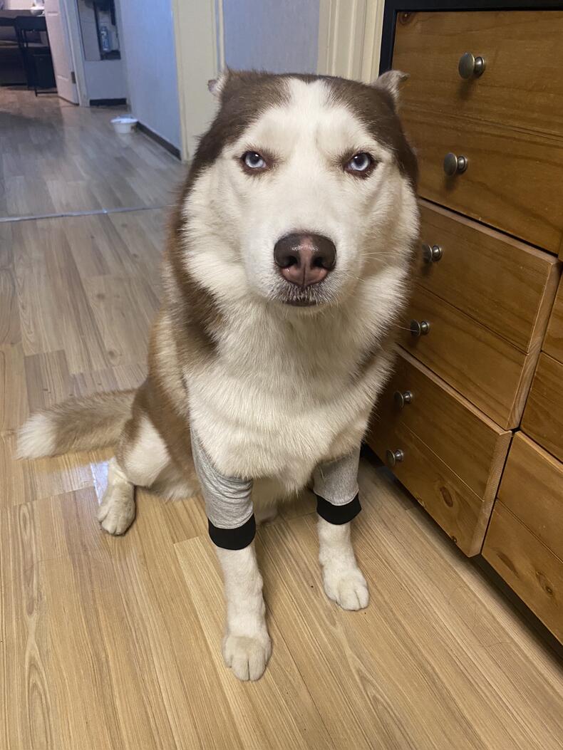 Dog Leg Sleeve for Joint Warm Anti-lick review Georgia Susanna 03