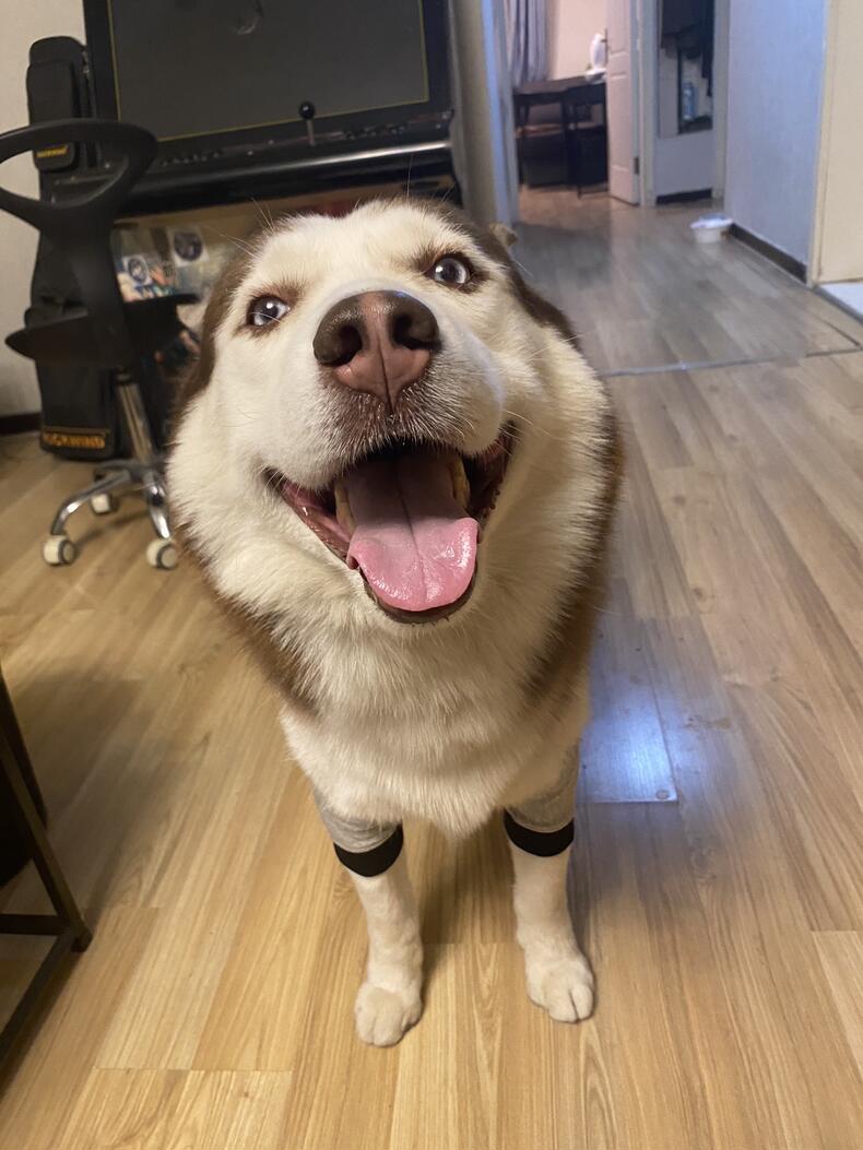 Dog Leg Sleeve for Joint Warm Anti-lick review Georgia Susanna 04