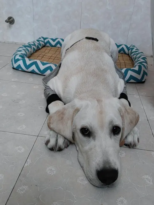 Dog Leg Sleeve for Joint Warm Anti-lick review 