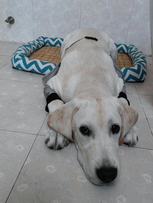 Dog Leg Sleeve for Joint Warm Anti-lick review 