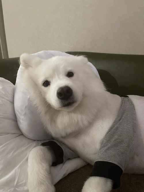 Dog Leg Sleeve for Joint Warm Anti-lick review 