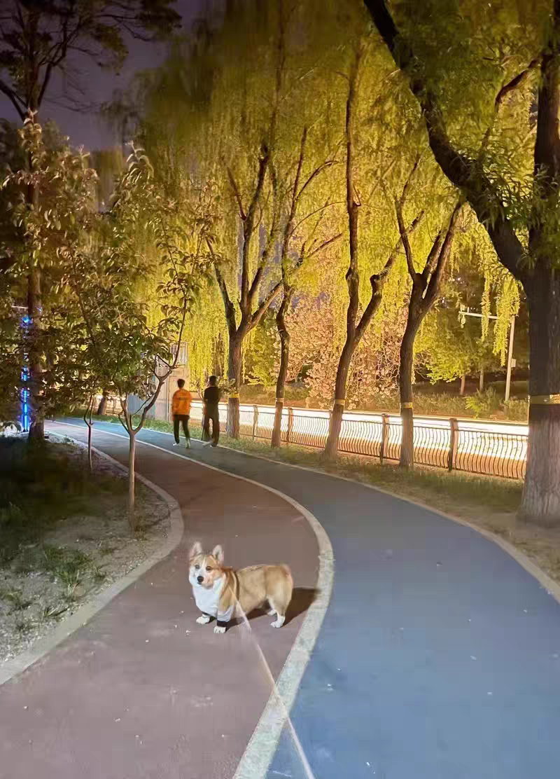 Dog Leg Sleeve for Joint Warm Anti-lick review Amanda 01