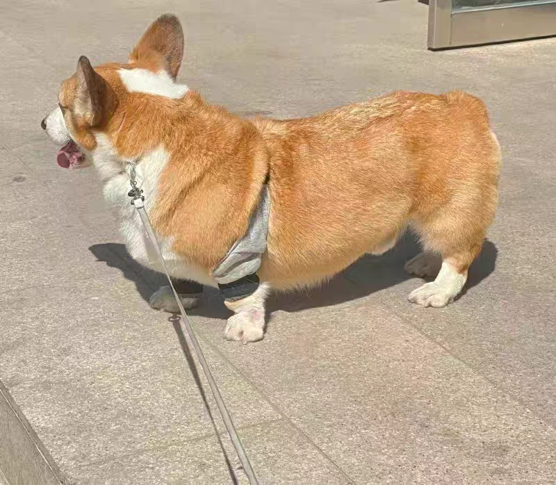 Dog Leg Sleeve for Joint Warm Anti-lick review Amanda 02