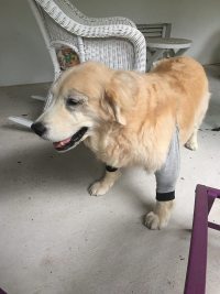 Dog Leg Sleeve for Joint Warm Anti-lick review 0