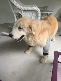 Dog Leg Sleeve for Joint Warm Anti-lick review 0