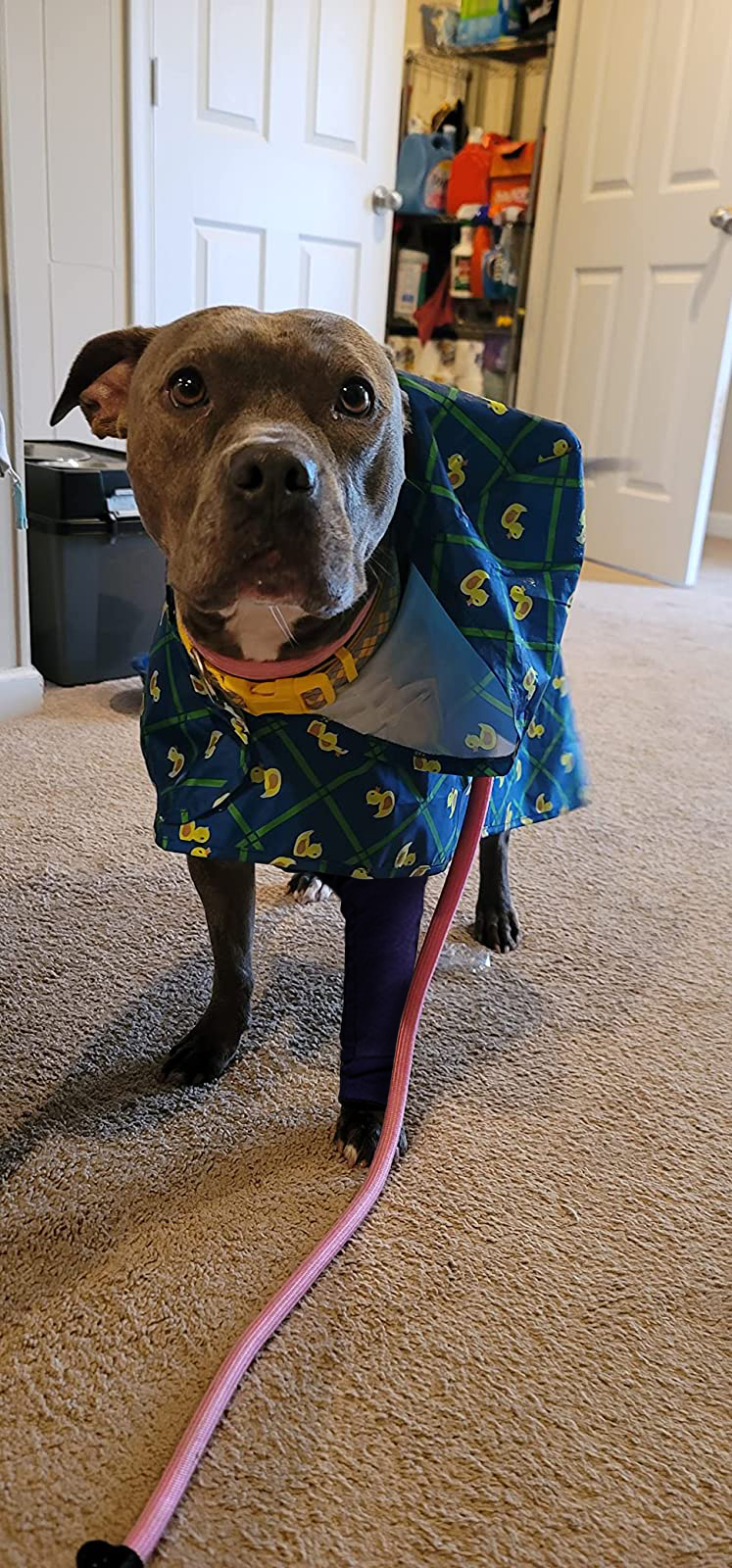 Dog Leg Sleeves For Prevent Licking review Amelia Bush