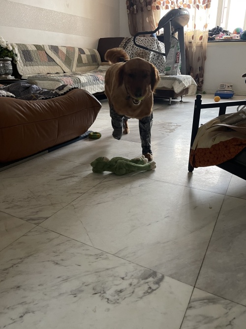 Dog Leg Sleeve for Anti-Licking Anti-Dirt review 