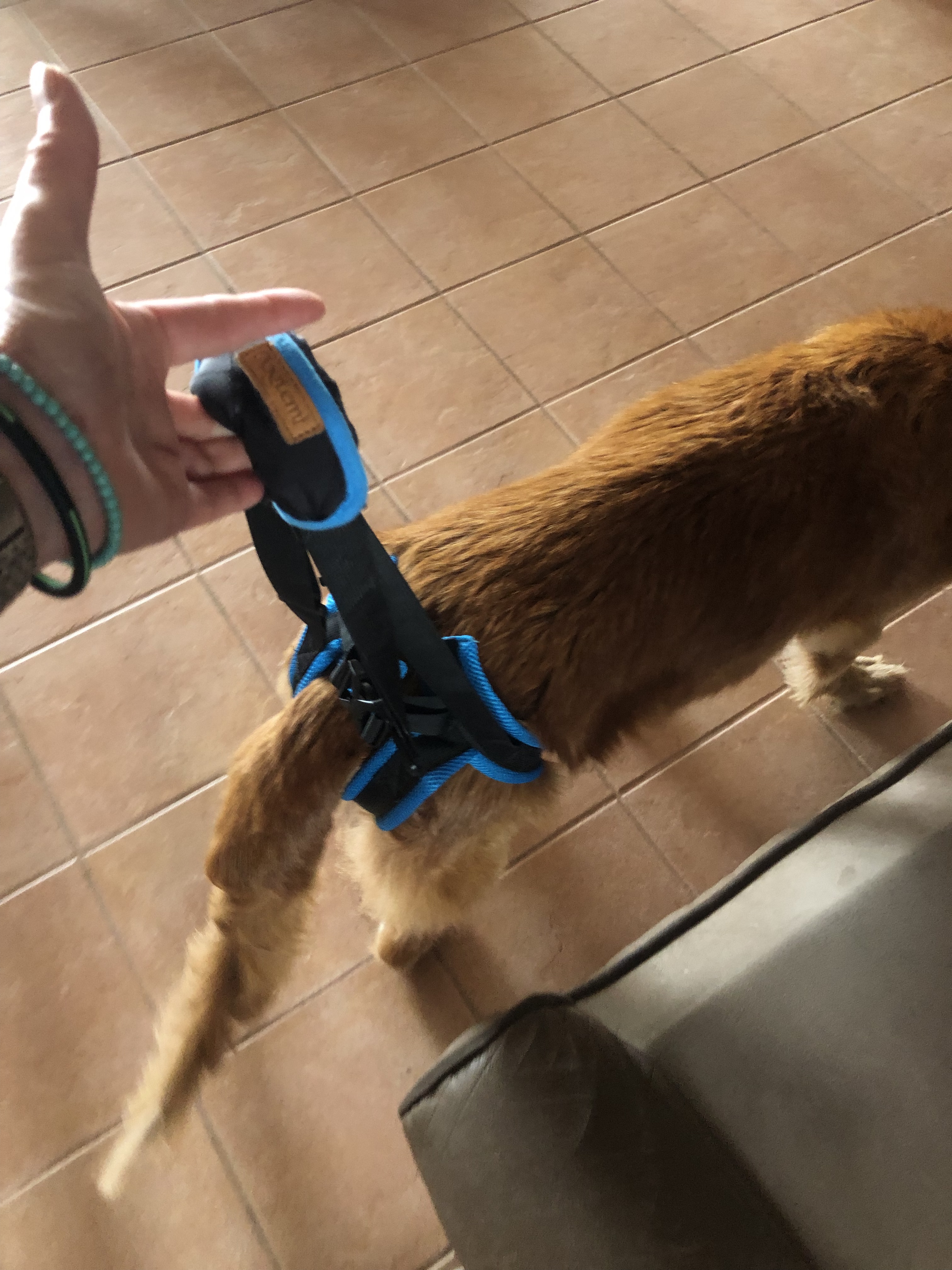 Dog Sling For Back Legs Harness review Heidi 02