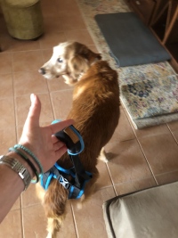 Dog Sling For Back Legs Harness review 0