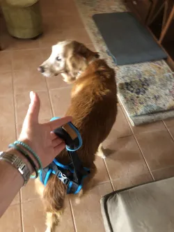 Dog Sling For Back Legs Harness review Heidi 01