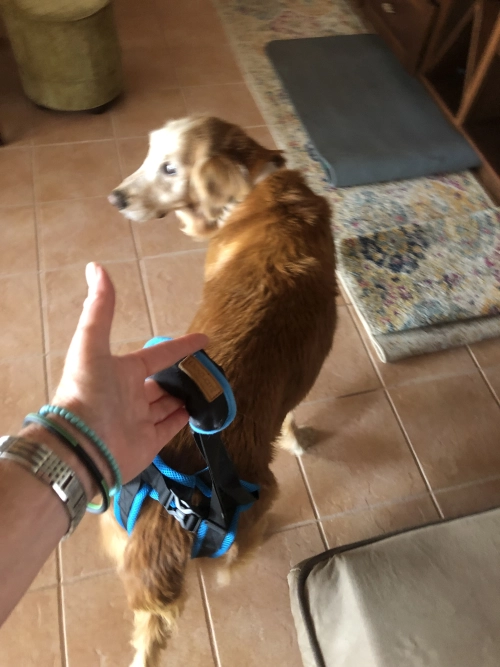 Dog Sling For Back Legs Harness review 