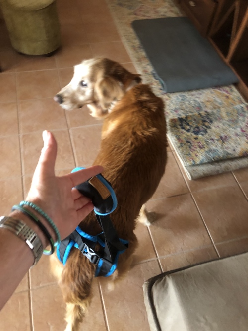 Dog Sling For Back Legs Harness review