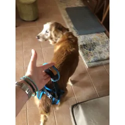 Dog Sling For Back Legs Harness review Heidi 01