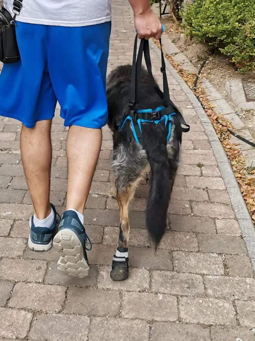 Dog Sling For Back Legs Harness review 