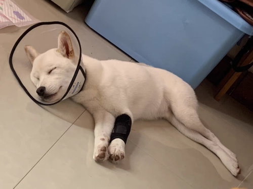 Dog Carpal Brace For Support review 