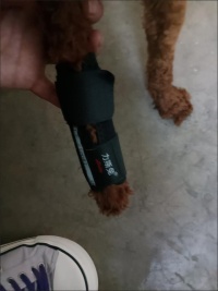 Dog Carpal Brace For Support review 0