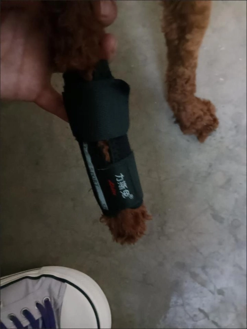 Dog Carpal Brace For Support review 