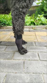 Dog Carpal Brace For Support review 0