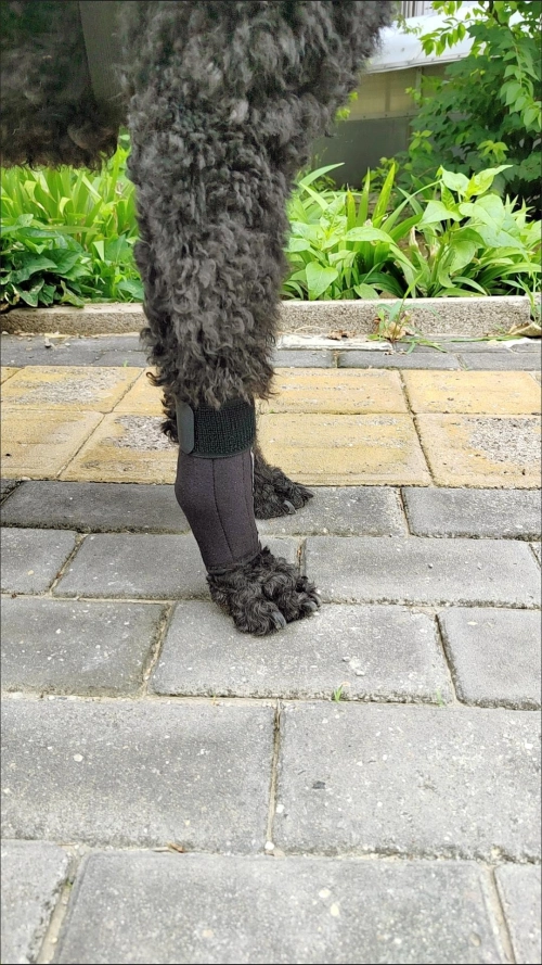 Dog Carpal Brace For Support review 