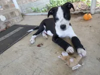 Dog Carpal Brace For Support review 0