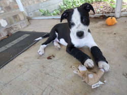 Dog Carpal Brace For Support review Leigh Ann Morra
