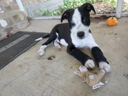 Dog Carpal Brace For Support review Leigh Ann Morra
