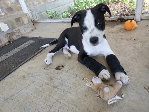 Dog Carpal Brace For Support review 