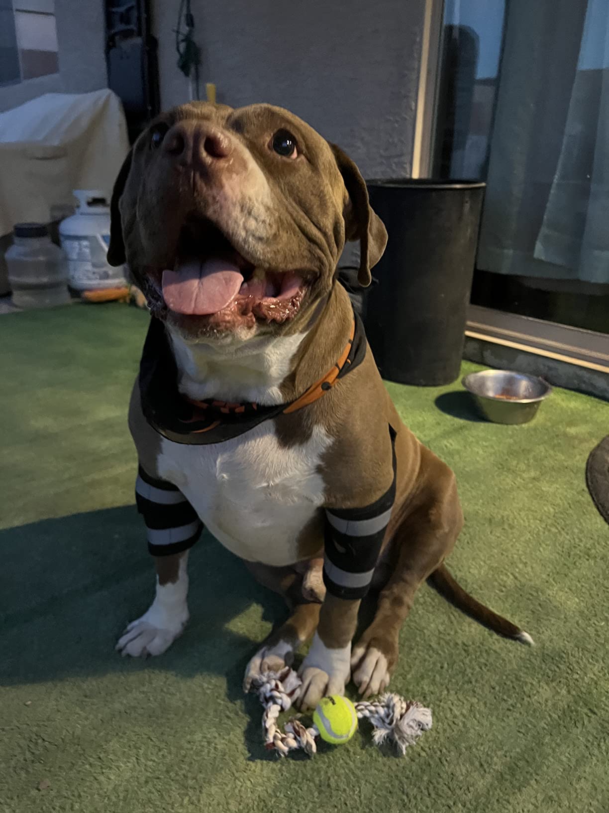 Dog Leg Brace for Fix Elbow Joints Injure review Antonio 02