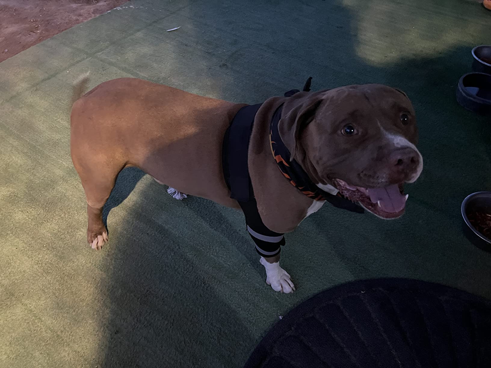 Dog Leg Brace for Fix Elbow Joints Injure review Antonio 01