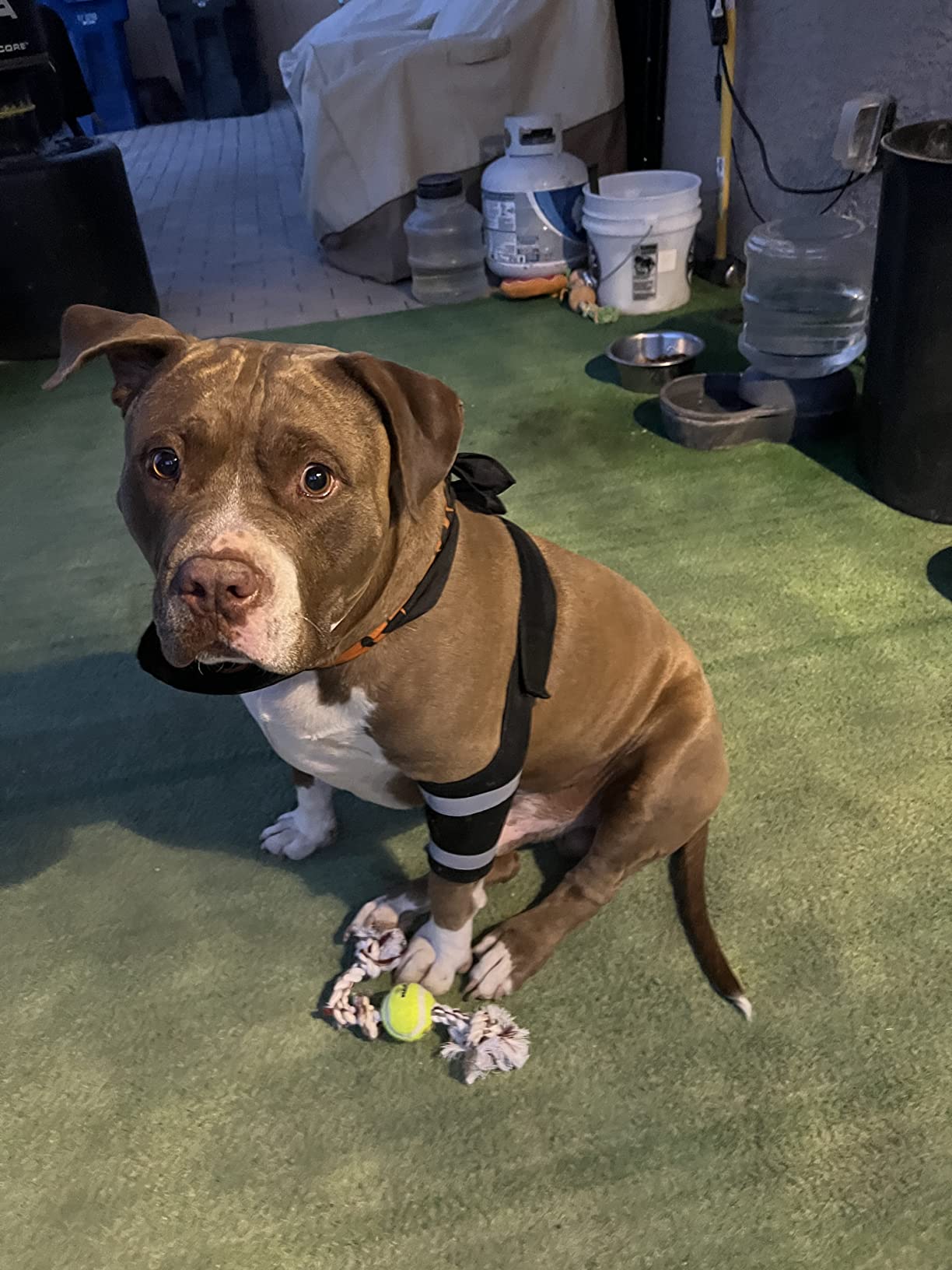 Dog Leg Brace for Fix Elbow Joints Injure review Antonio 03