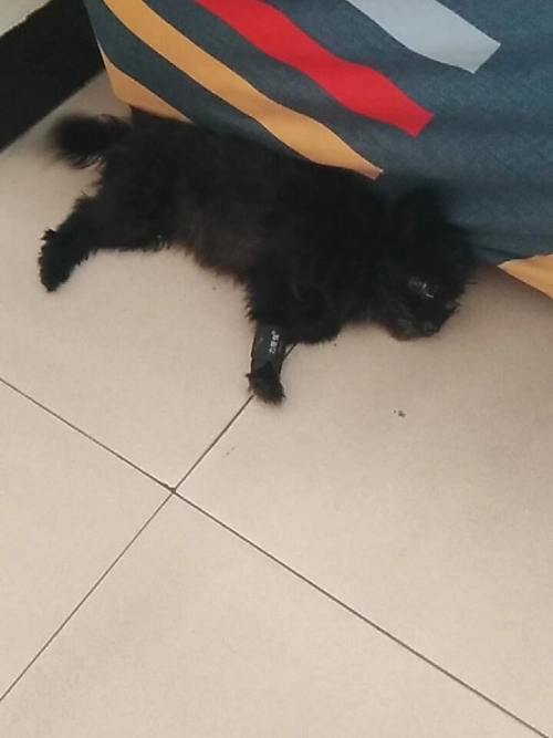 Dog Carpal Brace For Support review 