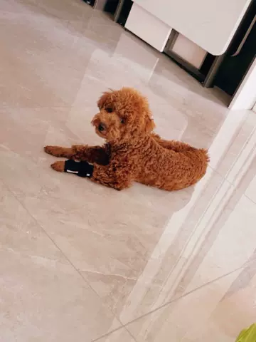 Dog Carpal Brace For Support review melissa stephens